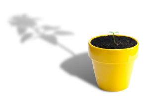 Photo of a tiny seedling, throwing a massive shadow, to symbolise career growth