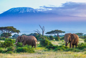Photograph of African savannah with elephants